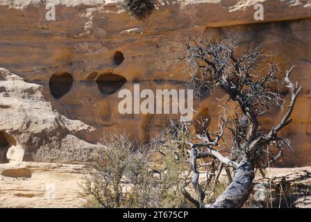 Les parois rocheuses escarpées d'un canyon de l'Utah montrent les effets des intempéries alors que les poches, les trous et les petites grottes s'érodent en grès dans la région des four Corners. Banque D'Images