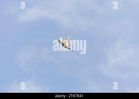 Faisan commun Phasianus colchicus, femelle adulte volant avec des plumes qui se détachent, après avoir été touché pendant le tir de gibier, Suffolk, Angleterre, octobre Banque D'Images