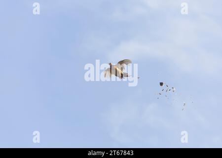 Faisan commun Phasianus colchicus, femelle adulte volant avec des plumes qui se détachent, après avoir été touché pendant le tir de gibier, Suffolk, Angleterre, octobre Banque D'Images