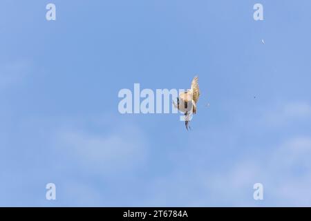 Faisan commun Phasianus colchicus, femelle adulte volant avec des plumes qui se détachent, après avoir été touché pendant le tir de gibier, Suffolk, Angleterre, octobre Banque D'Images