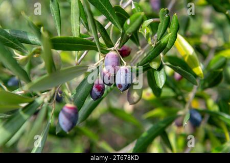 Olives mûres poussant sur un olivier prêt pour la récolte. Banque D'Images