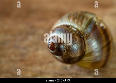 Close up d'un bigorneau commun sur une vieille planche en bois Banque D'Images