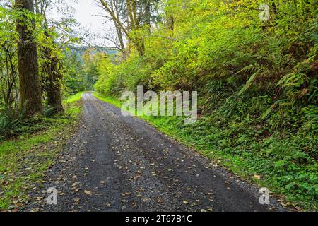 Une route serpente à travers la forêt nationale de Siuslaw près de Yachats dans l'Oregon, aux États-Unis Banque D'Images