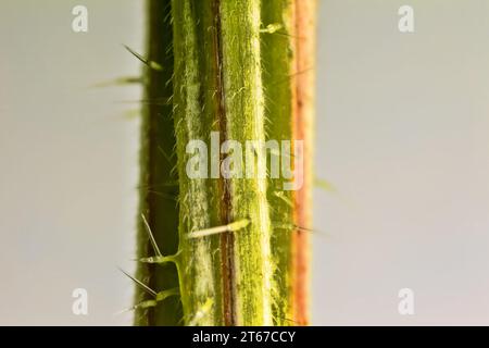 Cheveux urticants (stimulus, cnida) d'ortie. Trichomes glandulaires visibles avec acétylcholine brûlante. Nidle se brise, le fluide de la cellule e en forme de cornue Banque D'Images