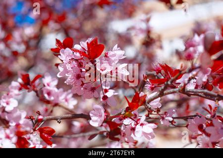 Cerisier fleuri superbe affichage de fleurs délicates, roses ou blanches en pleine floraison Banque D'Images