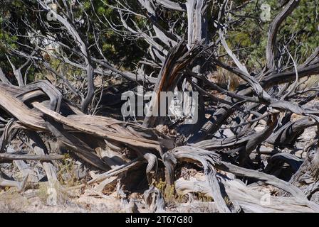 Le bois altéré d'un arbre mort fournit un habitat pour les lézards, les oiseaux et les petits mammifères dans Little Wild Horse Canyon, Utah. Banque D'Images