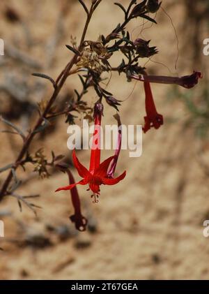 Les fleurs de trompette rouge ajoutent une touche de couleur dans le décor monochrome de Little Wild Horse Canyon dans l'Utah. Banque D'Images