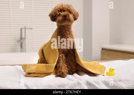 Mignon chien Maltipoo enveloppé dans une serviette et canard en caoutchouc dans la salle de bain. Adorable animal de compagnie Banque D'Images