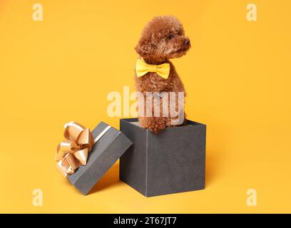 Mignon chien Maltipoo avec noeud papillon jaune dans une boîte cadeau sur fond orange Banque D'Images