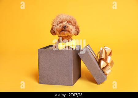 Mignon chien Maltipoo avec noeud papillon jaune dans une boîte cadeau sur fond orange Banque D'Images