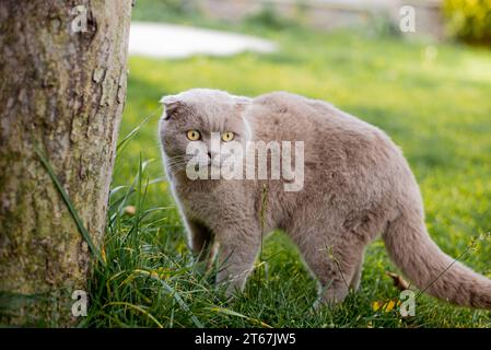 Le chat gris, l'herbe en plein air britannique Banque D'Images