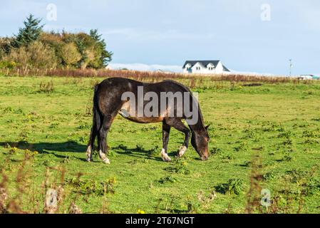 Superbe cheval paissant sur un champ vert dans le village de Dunnet, Écosse, Royaume-Uni, avec des maisons rurales sur le fond sous un ciel bleu Banque D'Images