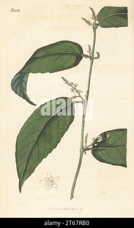 Baeobotrys indiens, Baeobotrys indica. Originaire de l'Inde, élevé par William Kent dans son poêle à Clapton. Gravure sur cuivre coloriée à la main d’après une illustration botanique d’un artiste inconnu du Curtis Botanical Magazine, édité par John Sims, Londres, 1819. Banque D'Images