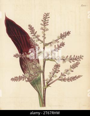 Plante TI, lys de palmier, ou chou palmier, Cordyline fruticosa. Originaire de Chine, introduit par Benjamin Torin en 1771, élevé par le brasseur Quaker John Walker d'Arno's Grove. Dragon violet, Dracaena ferrea. Gravure sur cuivre colorée à la main par Weddell d’après une illustration botanique d’un artiste inconnu du Curtis Botanical Magazine, édité par John Sims, Londres, 1819. Banque D'Images