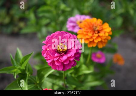 Fleur rose de Zinnia en gros plan dans le jardin Banque D'Images