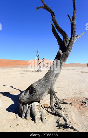 Désert du Namib. Dunes et Deadvlei ou Dead Vlei (casserole d'argile blanche) avec arbre d'épine de chameau mort (Vachellia erioloba). Namibie. Banque D'Images