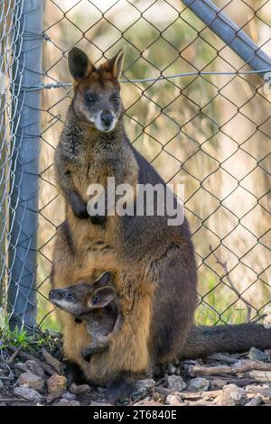 Swamp wallaby maman avec un bébé joey dans sa poche en Australie du Sud. Banque D'Images