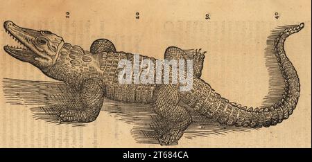 Crocodile du Nil ou crocodile africain, Crocodilum aegyptus. De Quadrup. Oviparis. Gravure sur bois d'après une illustration de Lucas Schan et Conrad Gessner de Conrad Gessners Historiae Animalium, de Quadrupedibus Oviparis, (Histoire naturelle des animaux : quadripèdes ovipares), Francfort, Wechel pour Cambier, 1586. Banque D'Images