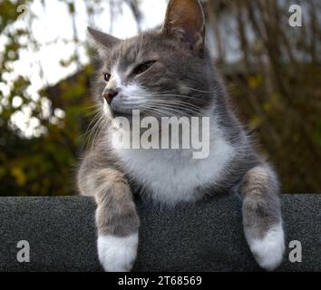 Chat domestique gris et blanc sur le toit de cabanon Banque D'Images
