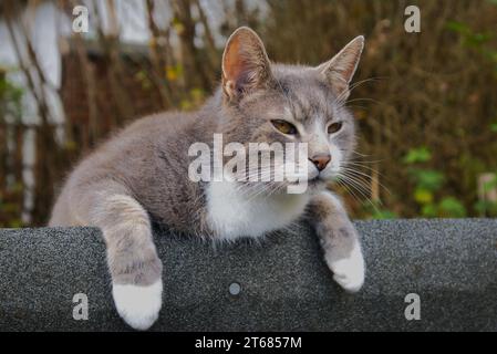 Chat domestique gris et blanc sur le toit de cabanon Banque D'Images