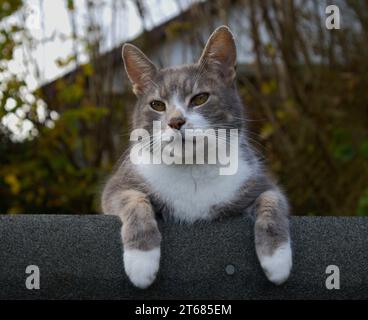 Chat domestique gris et blanc sur le toit de cabanon Banque D'Images