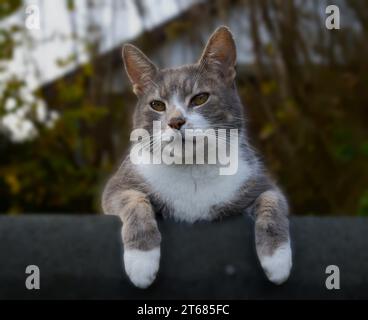 Chat domestique gris et blanc sur le toit de cabanon Banque D'Images