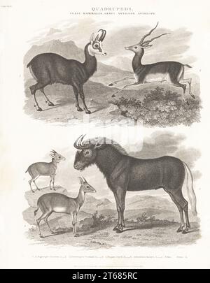 Chamois, Rupicapra rupicapra 1, buck noir, Capra cervicapra 2, antilope royale, Neotragus pygmaeus 3, buisson, Capra grimia 4, et le plus sauvage noir ou le GNU à queue blanche, Connochaetes gnou 5. Gravure sur plaque de copperplate de J. Scott d'après Sydenham Edwards de la Cyclopedia d'Abraham Rees ou du Dictionnaire universel des arts, des sciences et de la littérature, Longman, Hurst, Rees, Orme et Brown, Paternoster Row, Londres, 1 mai 1811. Banque D'Images