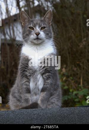 Chat domestique gris et blanc sur le toit de cabanon Banque D'Images