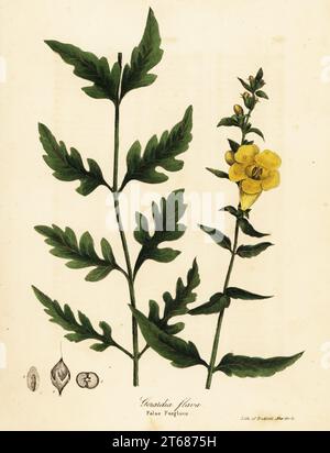 Faux gant de foxglove, Aureolaria flava (Gerardia flava). Lithographie coloriée à la main par Endicott d'après une illustration botanique de John Torreys A Flora of the State of New York, Carroll and Cook, Albany, 1843. Les planches dessinées par John Torrey, Agnes Mitchell, Elizabeth Paoley et Swinton. John Torrey était un botaniste, chimiste et médecin américain de 1796 à 1873. Banque D'Images