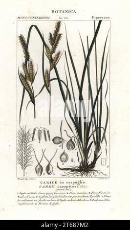 Herbe de sédge, Carex caespitosa, Carice dans cespuglio. Gravure en copperplate aux couleurs vives du Dizionario delle Scienze Naturali d'Antoine Laurent de Jussieu, Dictionnaire des sciences naturelles, Florence, Italie, 1837. Illustration gravée par Corsi, dessinée et dirigée par Pierre Jean-François Turpin, et publiée par Batelli e Figli. Turpin (1775-1840) est considéré comme l'un des plus grands illustrateurs botaniques français du XIXe siècle. Banque D'Images