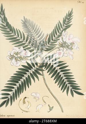 Cape lilas ou keurboom, Virgilia oroboides. sophora à feuilles volées, Sophora capensis. Du Cap de bonne espérance, Afrique du Sud, présenté par le chasseur de plantes Francis Masson. Gravure de coperplate dessinée, gravée et colorée à la main par Henry Andrews de son registre botanique, Volume 5, autopubliée à Knightsbridge, Londres, 1804. Banque D'Images