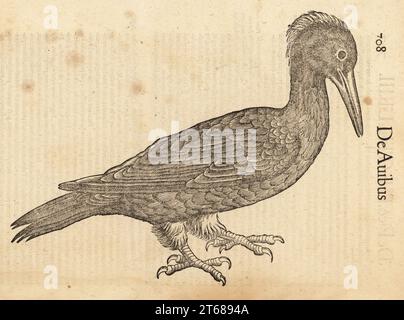 Espèce de pic, peut-être le pic noir, Dryocopus martius, Picus martius. De Avibus, ein grossier schwarzer Specht. Gravure sur bois d'après une illustration de Lucas Schan et Conrad Gessner de Conrad Gessners Historiae Animalium, de avium natura, (Histoire naturelle des animaux : oiseaux), Francfort, Wechel pour Cambier, 1585. Banque D'Images