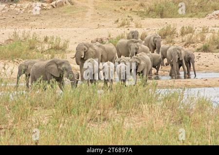 Troupeau d'éléphants sur le chemin de la rivière pour boire de l'eau dans le parc national Kruger Banque D'Images