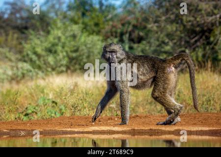 Babouin Chacma marchant le long d'un trou d'eau dans le parc national Kruger, Afrique du Sud ; espèce Papio ursinus famille de Cercopithecidae Banque D'Images