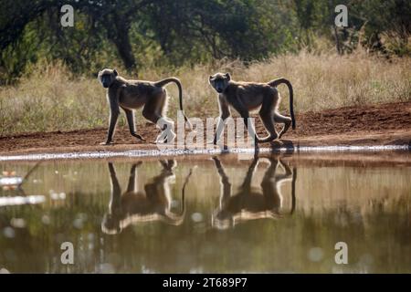 Deux babouins Chacma marchant à contre-jour le long d'un trou d'eau dans le parc national Kruger, Afrique du Sud ; espèce Papio ursinus famille de Cercopithecidae Banque D'Images
