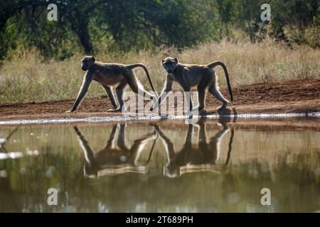 Deux babouins Chacma marchant à contre-jour le long d'un trou d'eau dans le parc national Kruger, Afrique du Sud ; espèce Papio ursinus famille de Cercopithecidae Banque D'Images