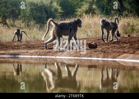Trois babouins Chacma le long d'un trou d'eau dans le parc national Kruger, Afrique du Sud ; espèce Papio ursinus famille de Cercopithecidae Banque D'Images