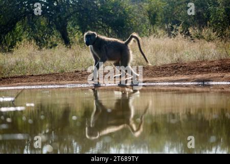 Chacma babouin marchant à contre-jour le long d'un trou d'eau dans le parc national Kruger, Afrique du Sud ; espèce Papio ursinus famille de Banque D'Images