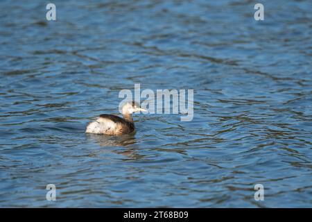 Un grèbe australasien nage à travers le cadre dans les eaux libres du marais Hasties sur les zones humides de Nyleta à Atherton, Auistralia. Banque D'Images