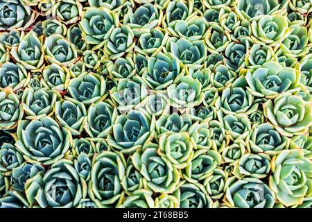 Rose Pearl echeveria. Echeveria est un grand genre de plantes à fleurs de la famille des Crassulaceae, originaire des zones semi-désertiques d'Amérique centrale, mexicaines Banque D'Images