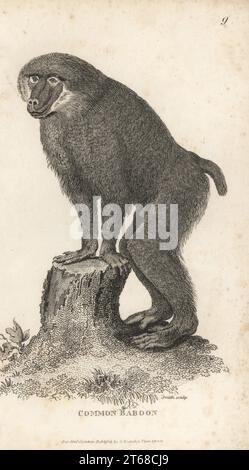 Mandrill, Mandrillus sphinx. Comme babouin commun, Simia sphinx. D'après une illustration de Jacques de Seve pour Johann Christian Daniel Schreber. Gravure sur cuivre par Sarah Smith de George Shaws Zoologie générale : Mammalia, G. Kearsley, Fleet Street, Londres, 1800. Banque D'Images