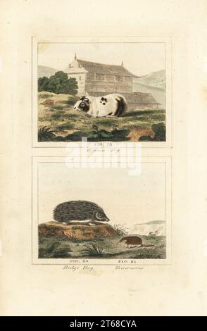 Cobaye, Cavia porcellus 79, hérisson européen, Erinaceus europaeus 80 et musaraigne commune, Sorex araneus 81. Gravure sur cuivre colorée à la main d'après Jacques de Seve de James Smith Barrs édition de Comte Buffons Natural History, A Theory of the Earth, General History of Man, brute Creation, Vegetables, Minerals, T. Gillet, H. D. Symonds, Paternoster Row, Londres, 1807. Banque D'Images