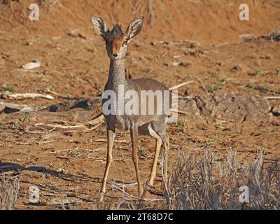 Minuscule antilope grands yeux / cils - jolie femelle Kirk Dik-dik (Madoqua kirkii) dans le défrichement de la terre rouge dans le pays de brousse aride de Laikipia, Kenya, Afrique Banque D'Images