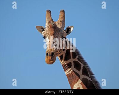 Portrait de girafe réticulée mâle adulte (Giraffa camelopardalis reticulata) montrant des signes d'usure sur l'ossicone centrale (corne) Laikipia, Kenya, Afrique Banque D'Images
