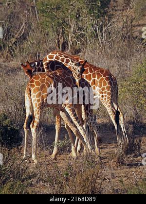 3 jeunes adultes en danger de girafes réticulées (Giraffa camelopardalis reticulata) qui tentent de combattre « au cou » dans des broussailles broussailleuses de Laikipia, Kenya, Afrique Banque D'Images