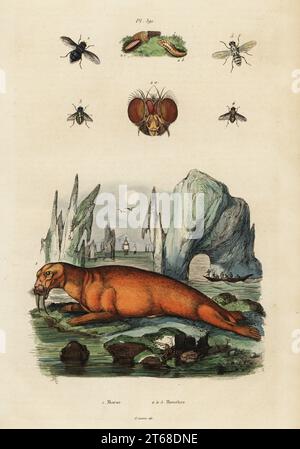 Morse, Odobenus rosmarus (Trichechus rosmarus) 1, mouche bleue, Calliphora vomitoria, Musca vomitoria 2, mouche soufflée, Lucilia caesar Musca caesar 3, mouche domestique, Musca domestica 4 et Anthomyia pluvialis Musca pluvialis 5. Morse, mouches. Gravure sur acier colorée à la main par du casse d'après une illustration d'Adolph Fries tirée du Dictionnaire pittoresque d'Histoire naturelle de Felix-Edouard Guerin-Meneville, Paris, 1834-39. Banque D'Images