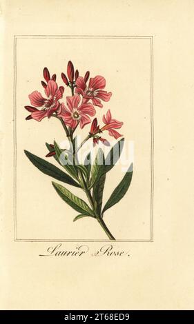 Laurier-rose, Laurier-rose, Nerium-oleander. Gravure sur cuivre coloriée à la main d'après une illustration de Pancrace Bessa de Charles Malos Guirlande de flore, guirlande de fleurs, chez Janet, Paris, 1816. Un livre cadeau pour dames avec de fines miniatures botaniques de Bessa, l'un des grands peintres de fleurs français du 19e siècle. Banque D'Images