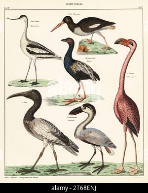 Variétés d'oiseaux de passage à gué. Sumpfvoegel. 1 pied avocat, Recurvirostra avosetta, Wassersabler, 2 îles Canaries éteintes oystercatcher, Haematopus meadewaldoi, Lyv, 3 Malgache sacré ibis, Threskiornis bernieri, 4 trompettiste à ailes grises, Psophia crespitans, Trompetogel, 5 héron à bec bateau, Cochlearius cochlearius, Hohlschnabel, 6 flamants d'Amérique, Phénicopterus ruber. Lithographie de couleur main de Thomas Soltukon de l'Histoire naturelle universelle de Lorenz Oken, Allgemeine Naturgeschichte fur Alle Stande, Stuttgart, 1841. Banque D'Images