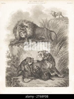 Lion africain, lioness et petits, Panthera leo. Gravure sur plaque de copperplate de J. Scott d'après Sydenham Edwards de la Cyclopedia d'Abraham Rees ou du Dictionnaire universel des arts, des sciences et de la littérature, Longman, Hurst, Rees, Orme, Paternoster Row, Londres, 1 janvier 1807. Banque D'Images