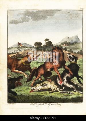 Vieille chasse au loup anglais. Une meute de chiens se battent pour un loup mort tandis que des chasseurs avec des lances suivent. Gravure sur cuivre colorée à la main par Thomas Prattent d'après une illustration de Daniel Dodd de William Augustus Osbaldistons The British Sportsman, ou noble, Gentleman and Farmers Dictionary of Recreation and Amusement, J. Stead, Londres, 1792. Banque D'Images